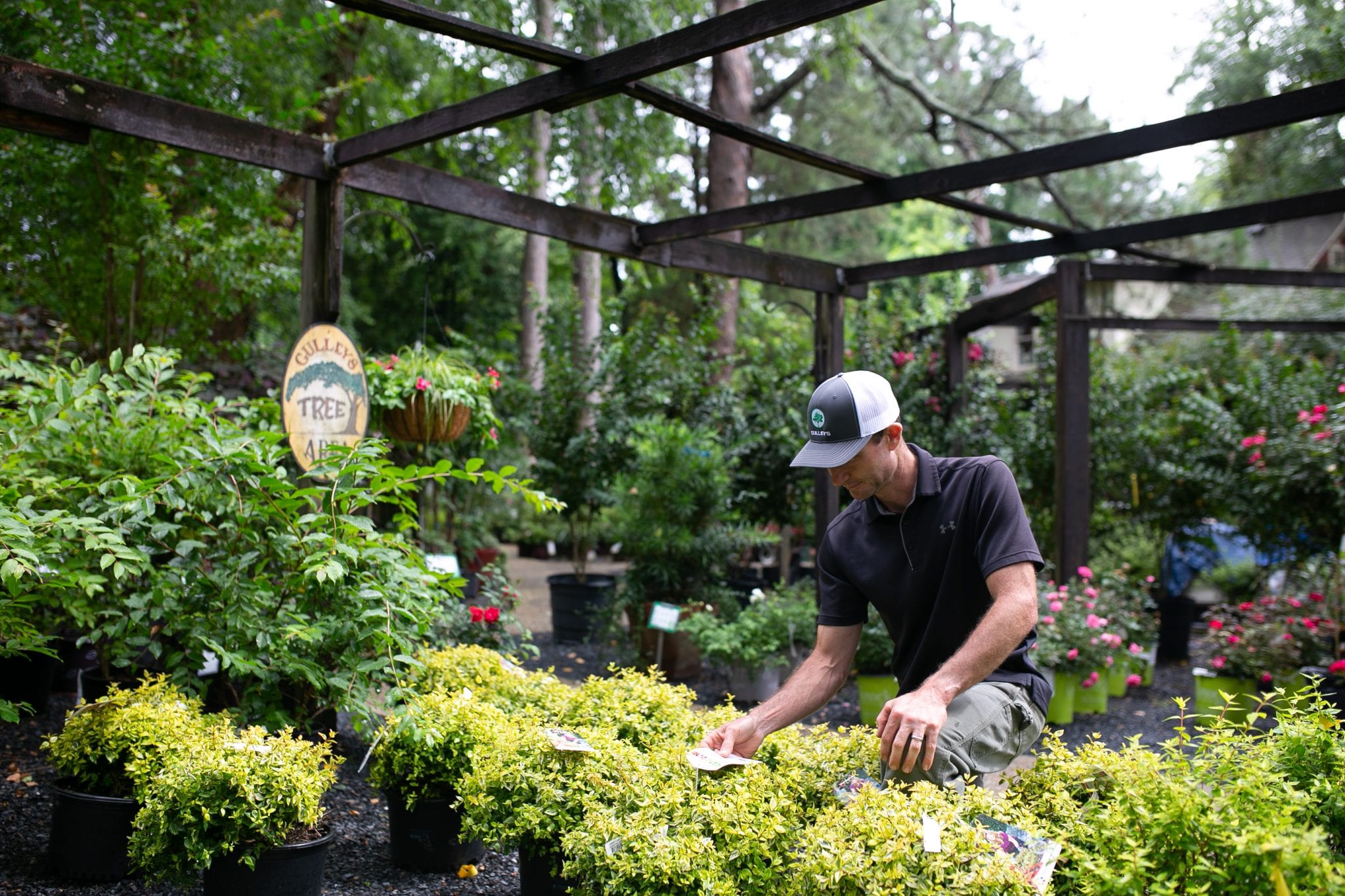 Plants Gulleys Garden Center