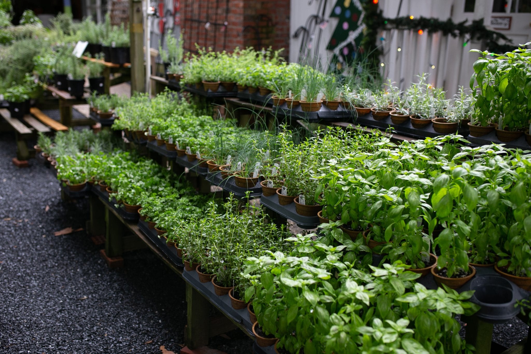 Plants Gulleys Garden Center